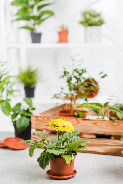 High angle greenhouse flowers collection