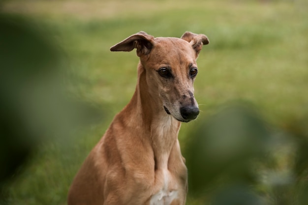 Foto gratuita cane levriero ad alto angolo con sfondo sfocato