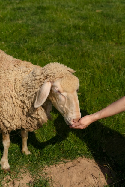 High angle hand feeding sheep