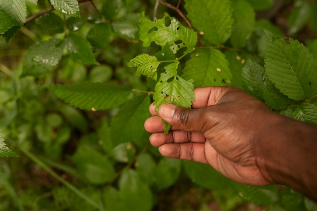 Free photo high angle hand holding leaf