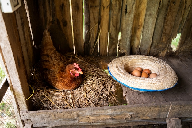 High angle hen and hat with eggs