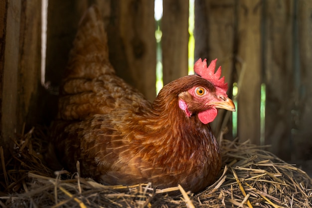 High angle hen sitting on hay at farm