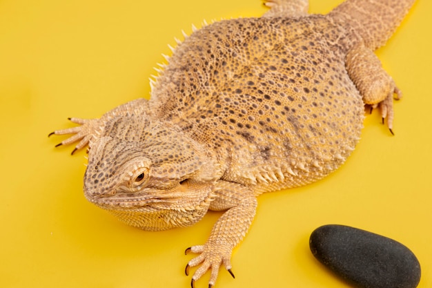 High angle of iguana pet with rock