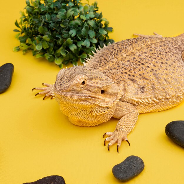 High angle of iguana pet with rocks and vegetation