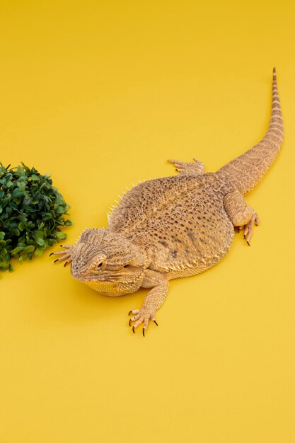 high angle of iguana pet with vegetation