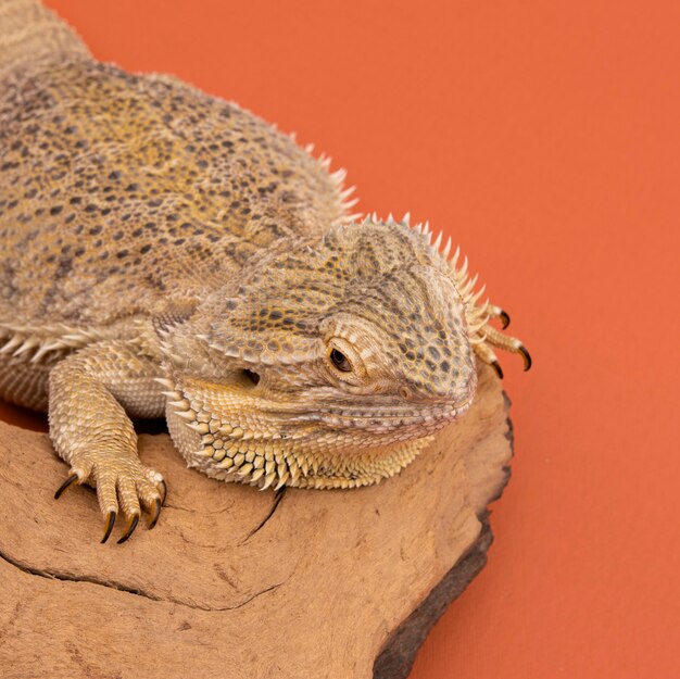 High angle of iguana relaxing on piece of wood