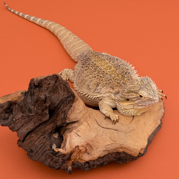 Free photo high angle of iguana sitting on piece of wood