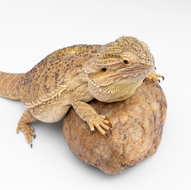 High angle of iguana sitting on rock