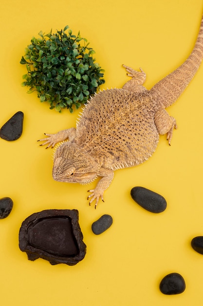 High angle of iguana with vegetation and rocks