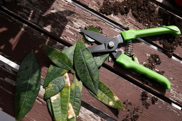 High angle leaves and gardening scissors