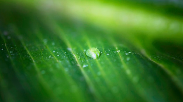 High angle of macro water drop on leaf surface