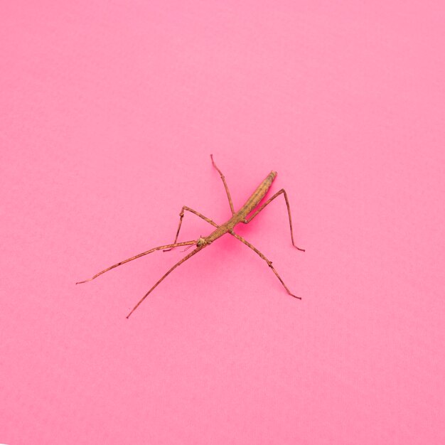 カマキリ虫の高角度