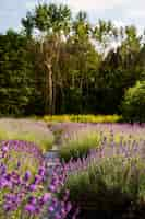 Foto gratuita paesaggio naturale ad alto angolo con lavanda