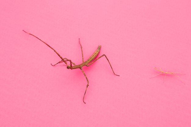 奇妙に見えるカマキリの昆虫の高角度