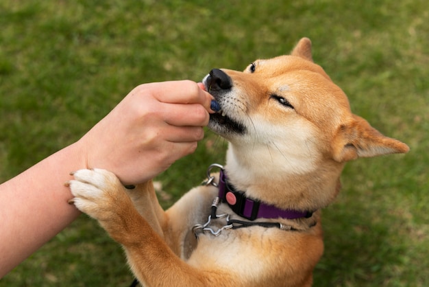 High angle owner feeding dog