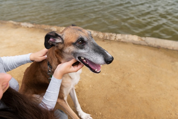 Foto gratuita cane da accarezzare il proprietario dell'angolo alto