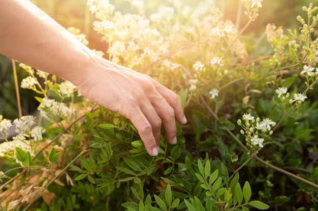 High angle of person running their hands through grass