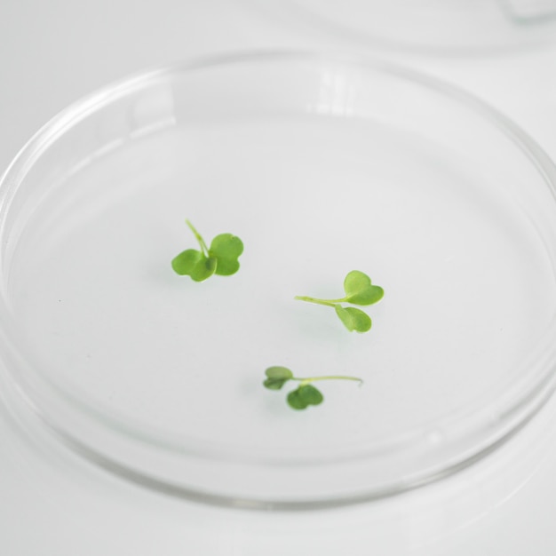 Free photo high angle of petri dish in the biotechnology laboratory