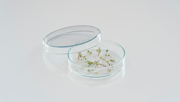 植物と高角度のペトリ皿