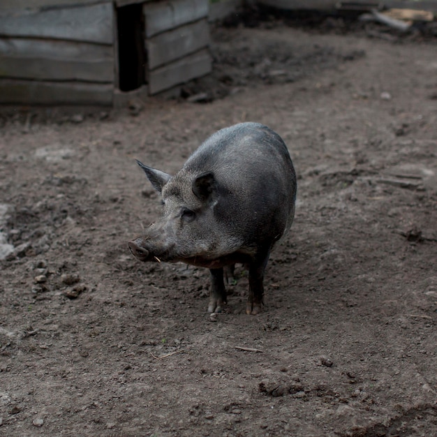 High angle pig at farm