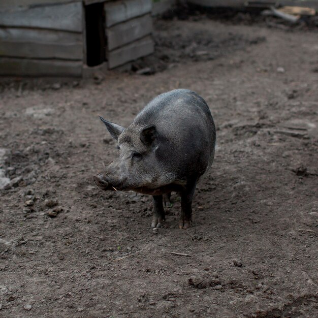 農場でハイアングル豚