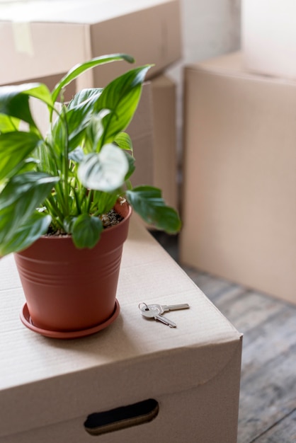 Free photo high angle of plant on boxes for moving day