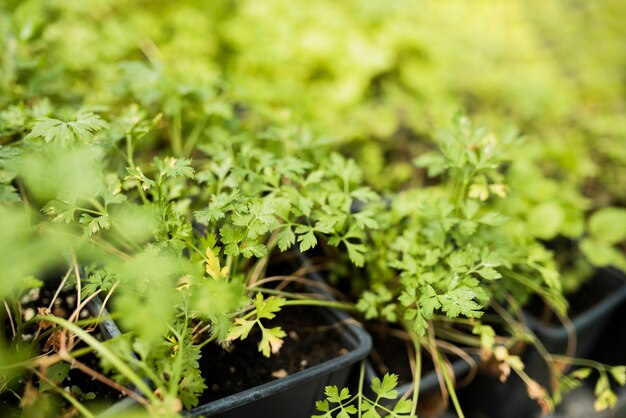 黒い鉢の植物の高角