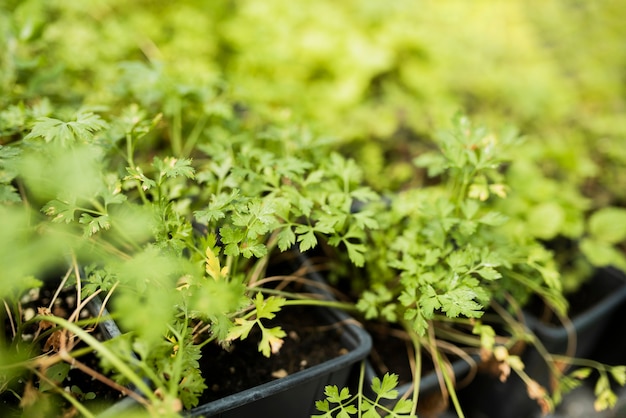 High angle of plants in black pots