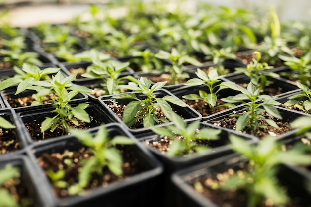 High angle of plants in greenhouse