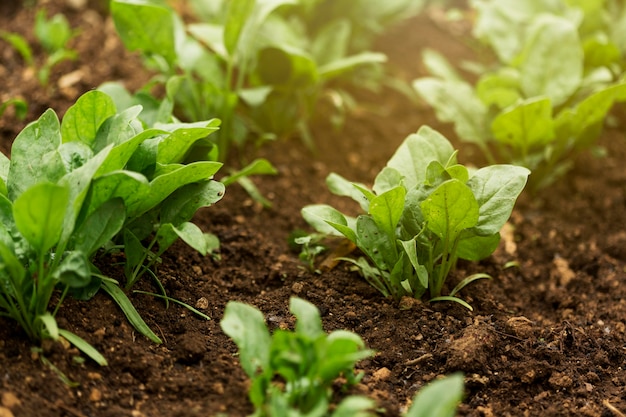 Free photo high angle plants with green leaves