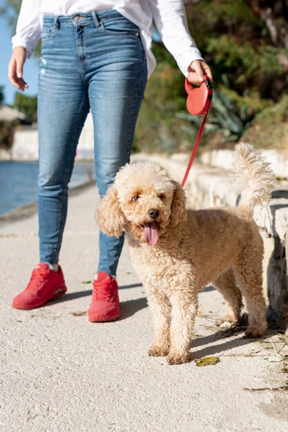 High angle poodle walked by owner