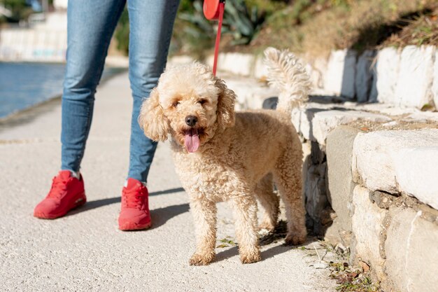 High angle poodle walking with owner