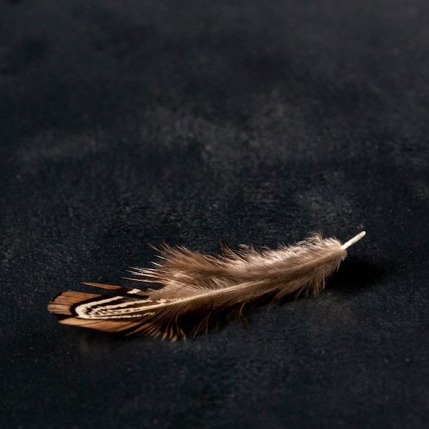 High angle quail feather