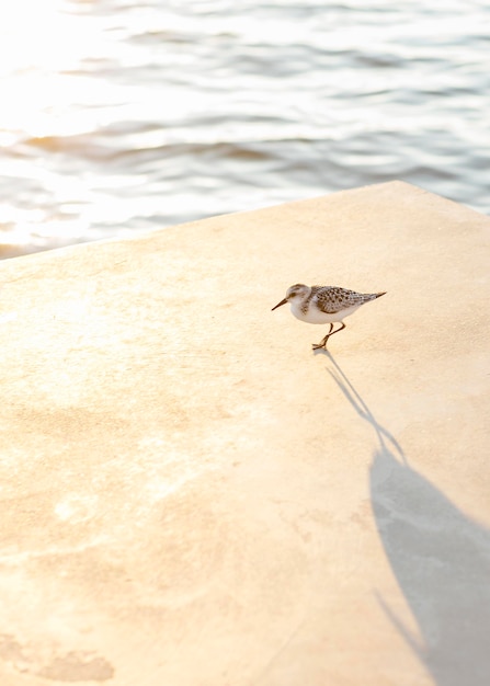 Free photo high angle of seagull by the lake with copy space