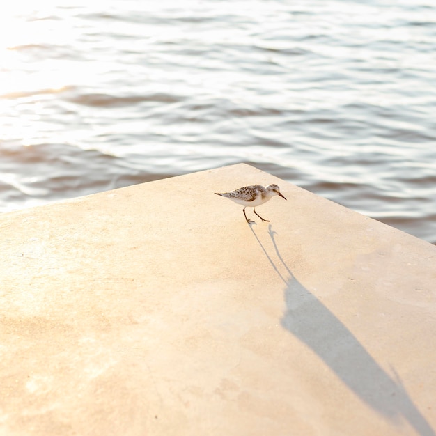 Free photo high angle of seagull by the lake