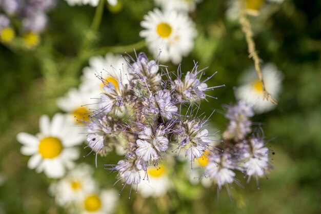 High angle selective focus shot of a lacy phacelia flower with blurry daisies in the background