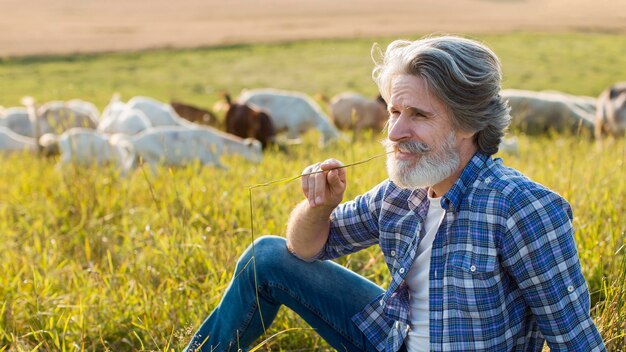 High angle senior man with goats at farm