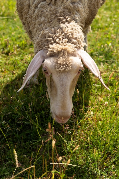 草を食べる高角度の羊