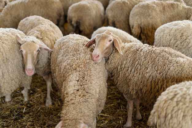 High angle sheep herd with grass