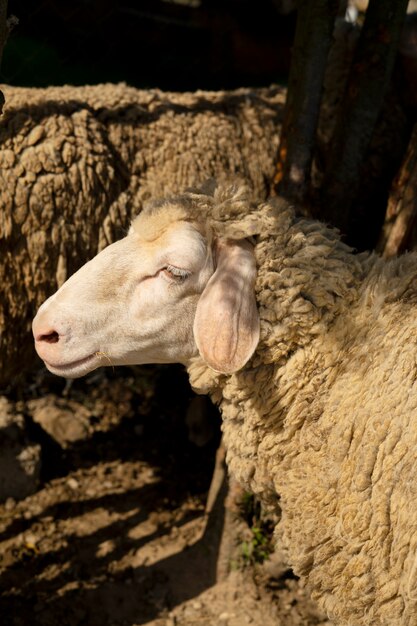 High angle sheep in nature