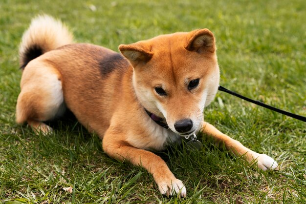 草の上に横たわる高角度柴犬犬