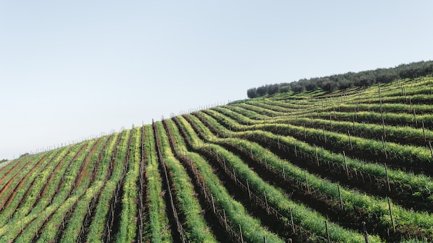 High angle shot of an agricultural area with lines of similar plants