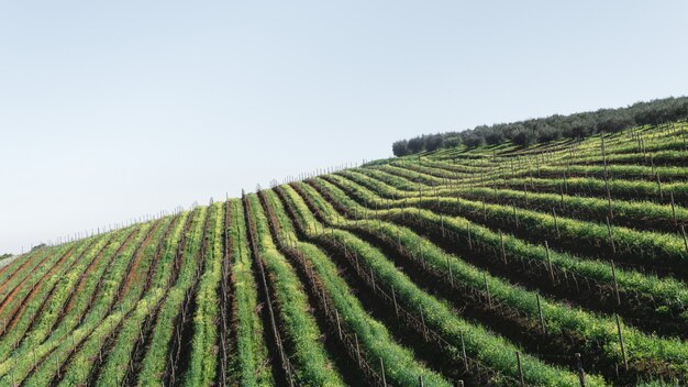 High angle shot of an agricultural area with lines of similar plants