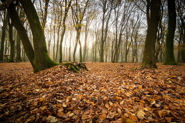 木々のある森の地面に紅葉のハイアングルショット