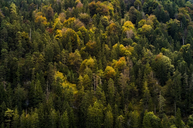 가을 색의 나무와 아름다운 숲의 높은 각도 샷