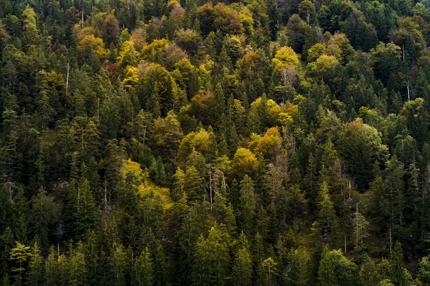 High angle shot of a beautiful forest with autumn-colored trees