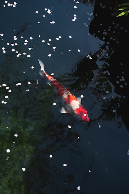 연못에서 아름다운 일본 잉어 물고기의 높은 각도 샷