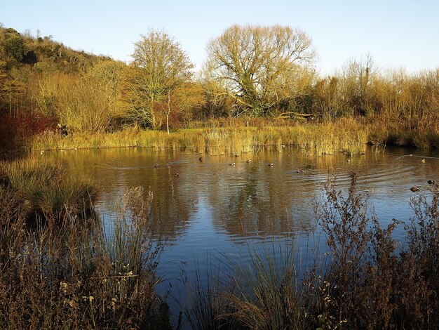 High angle shot of a beautiful lake surrounded by trees in autumn