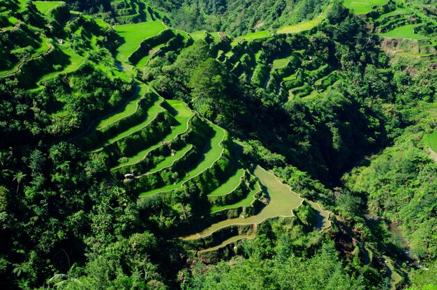 Высокий угол выстрела красивый пейзаж в рисовые террасы Банауэ, провинция Ифугао, Филиппины