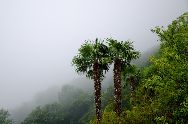 Снимок красивых пальм посреди туманного леса под высоким углом